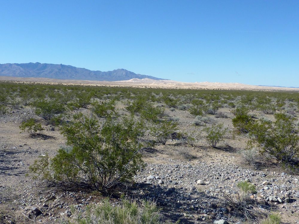 Mojave reserve (10).JPG